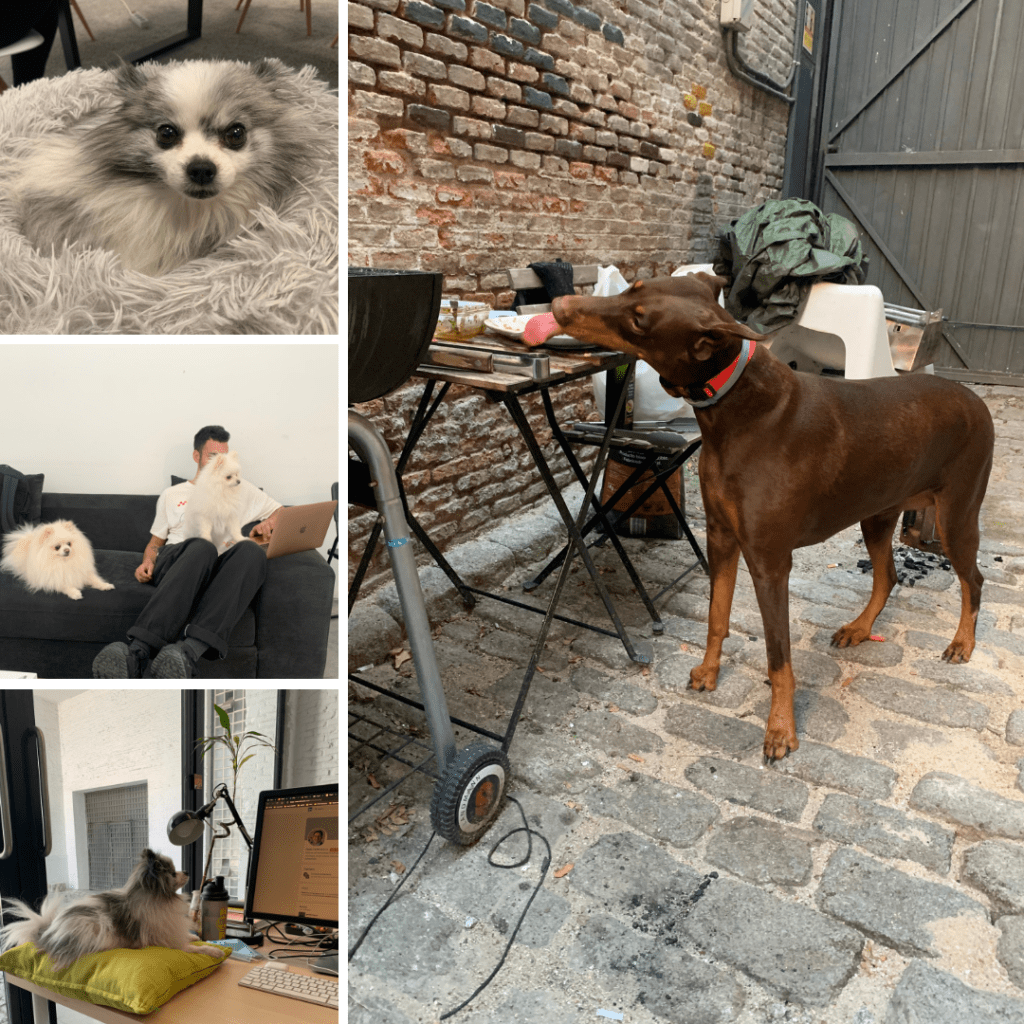 Dogs in the ShuttleCloud Office 